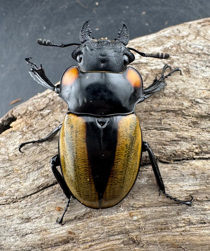 【WD】《ラコダールツヤクワガタ 79mm ペア》