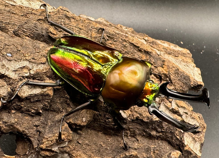 《ニジイロクワガタ 60mm ペア》