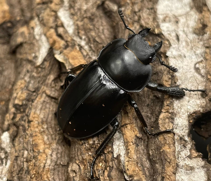 【WD】《チュウゴクマルバネクワガタ原名亜種 ♀単》