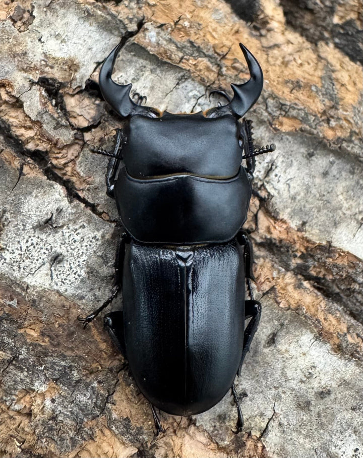 【WD】《ドルクス メンシウス 35ｍｍ ペア》