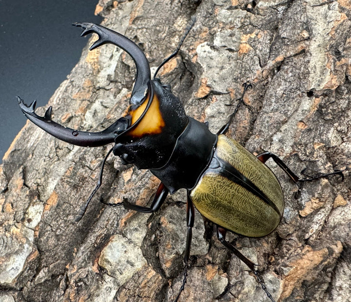 【WD】《ラコダールツヤクワガタ 76mm ペア》