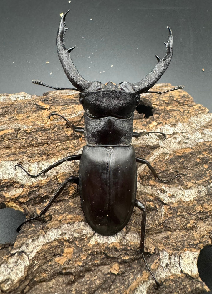 【WD】《マンディブラリスフタマタ 76mm ペア》