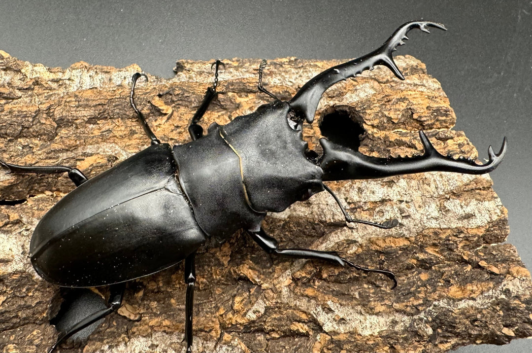 【WD】《ギラファノコギリ亜種ケイスケ 105mm ペア》