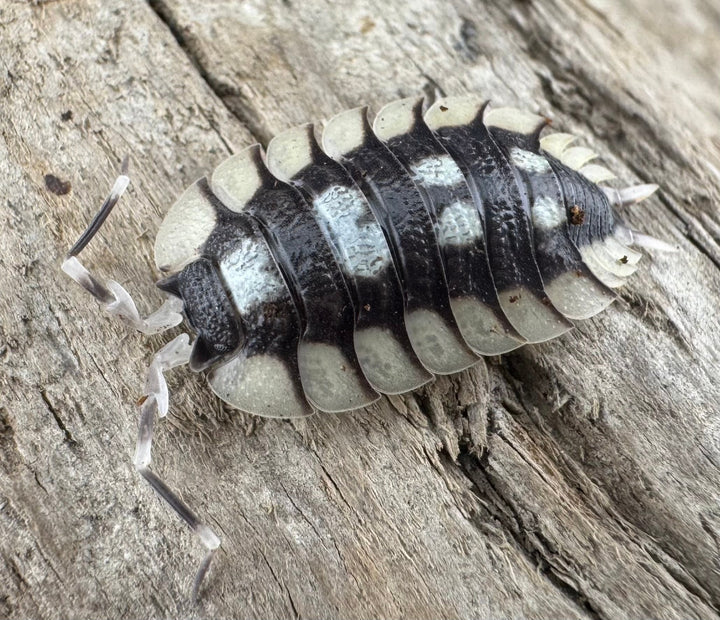 【CB】《エクスパンサス プラデス Free 5頭セット》