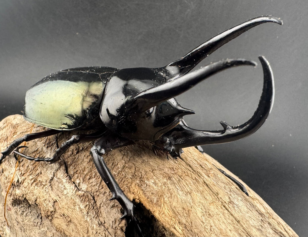 【WD】《タイリクコーカサスオオカブト ラオス産 94mm ペア》