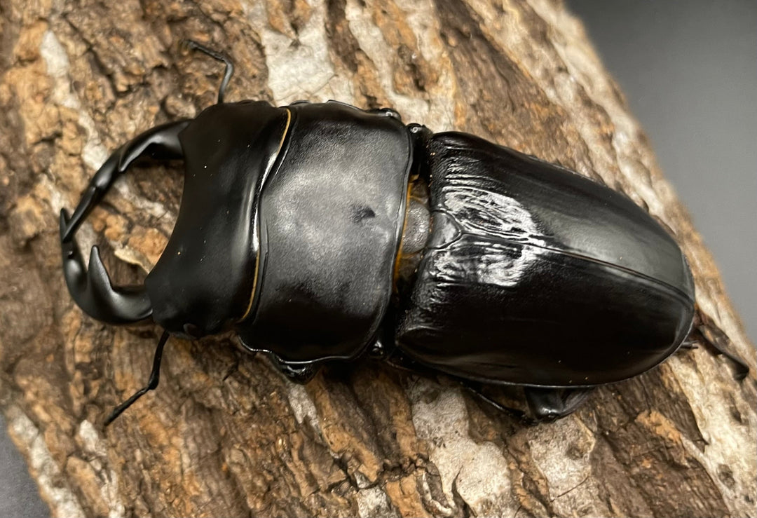 《インドグランディス亜種moriyai Garda95.0血統 80mm ♂♀♀トリオ