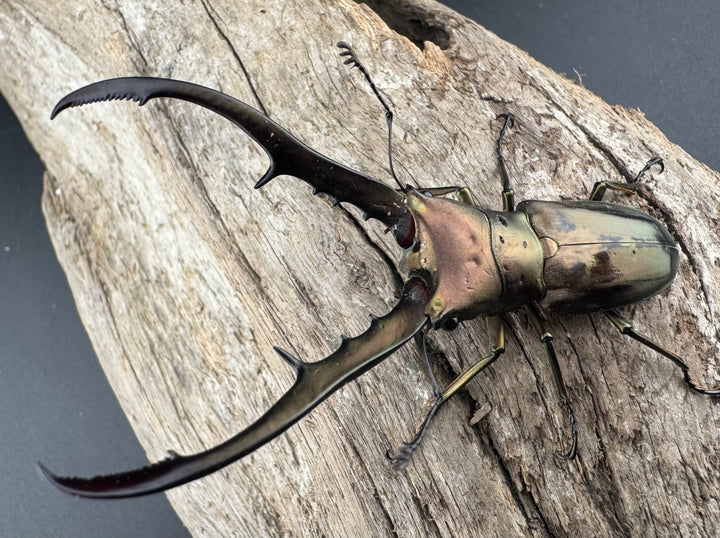 【WD】《メタリフェルホソアカ亜種finae 70mm ペア》