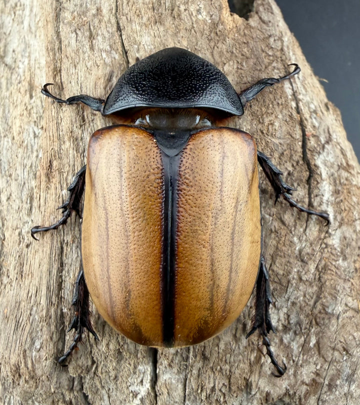 【WD】《ゴホンツノカブト原名亜種 タイ産 90mm ペア》