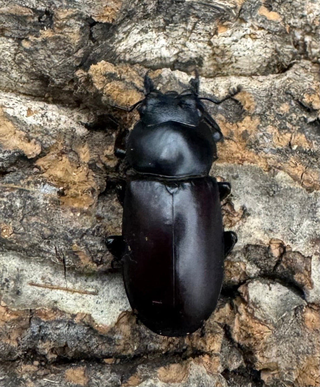 【WF2】《ドルクス ニンティエンシス（リンジー） 36mm ペア》