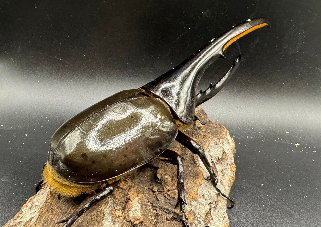 《ヘラクレス・ヘラクレス 152mm ペア》