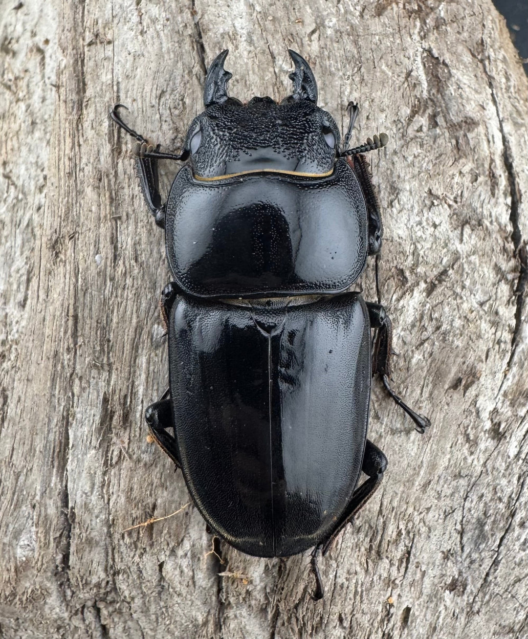 【WF1】《パラワンオオヒラタクワガタ 98mm ペア》