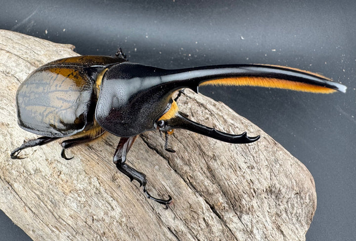 《 ヘラクレス・モリシマイ 煌血統アウトライン 110mm ペア》inohiro109氏ブリード個体