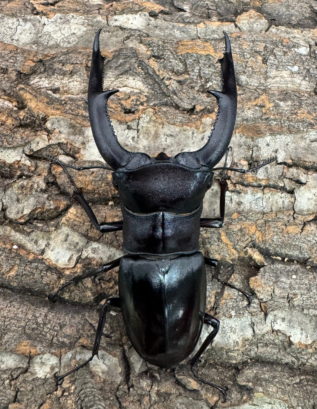 【WD】《マンディブラリスフタマタ 103mm ペア》