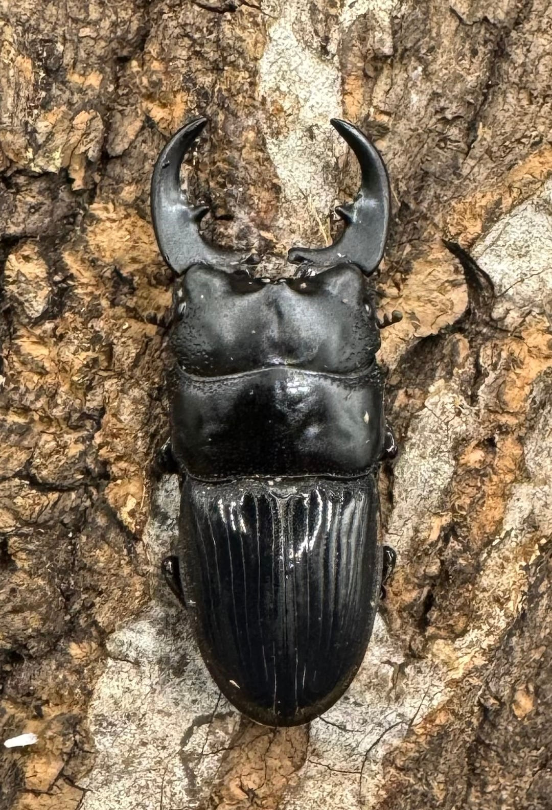 【WD】《フィリピンネブト亜種バンガイエンシス Free ペア》