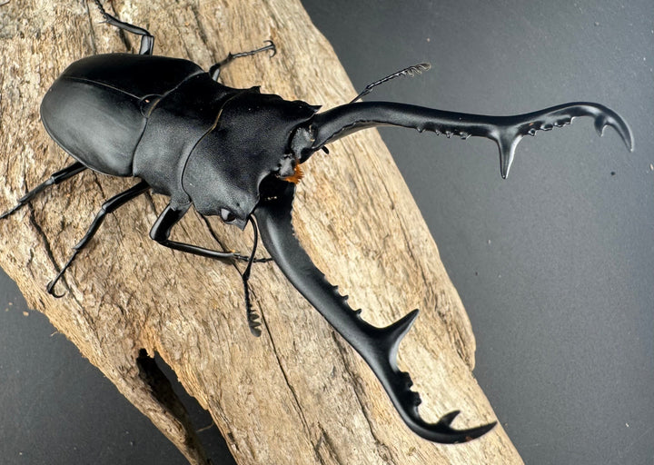 【WD】大型《 ギラファノコギリ亜種ケイスケ 106.5mm ペア》