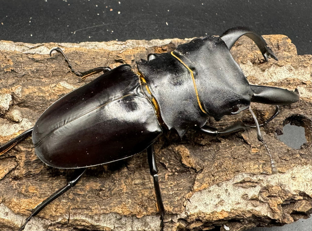 【WD】大型長歯《アルケスツヤクワガタ 93mm ペア》