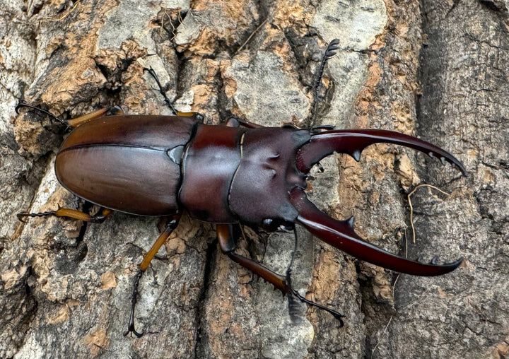 【WD】《アスタコイデスノコギリ ベンクール産 55mm ペア》