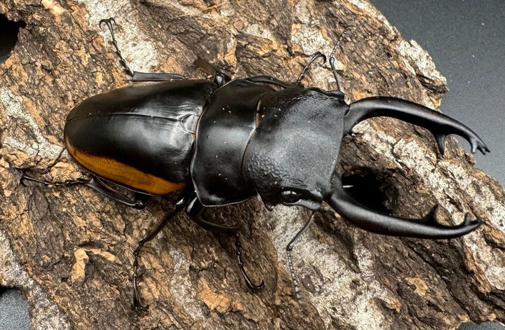 【WD】《スティーブンスツヤ亜種mamaesaensis 71mm ペア》