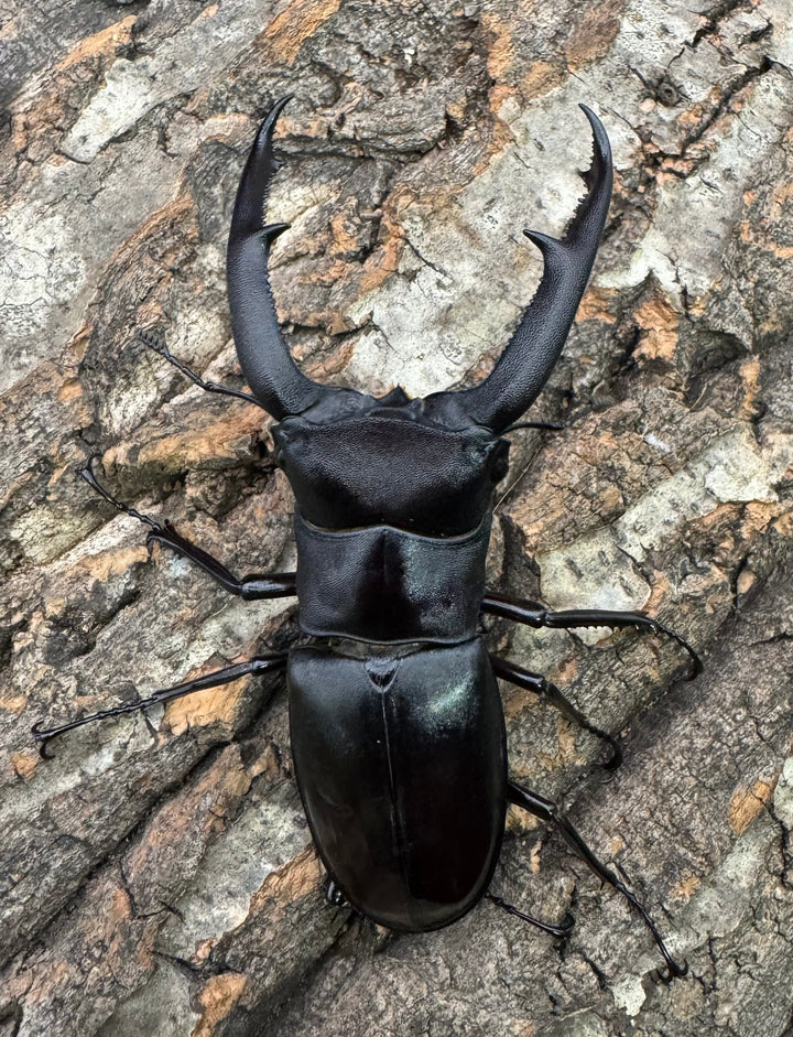 【WD】《マンディブラリスフタマタ 91.5mm ペア》