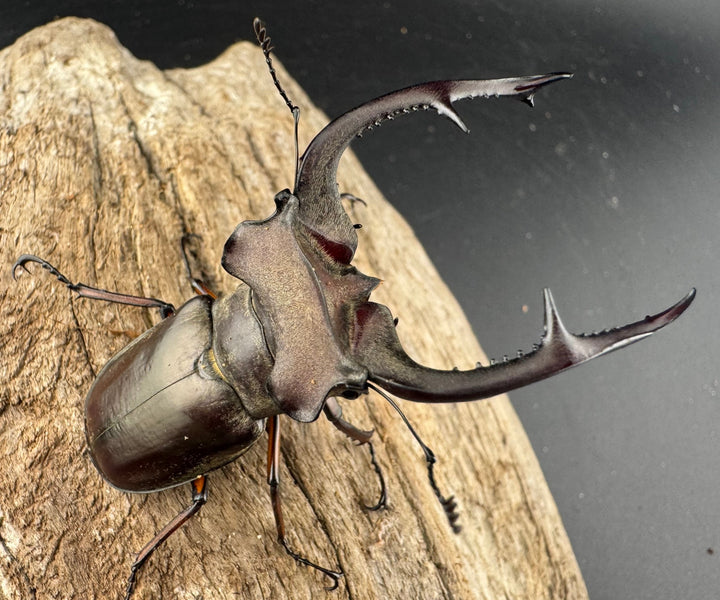 【WD】《クラーツミヤマ原名亜種 66mm ペア》