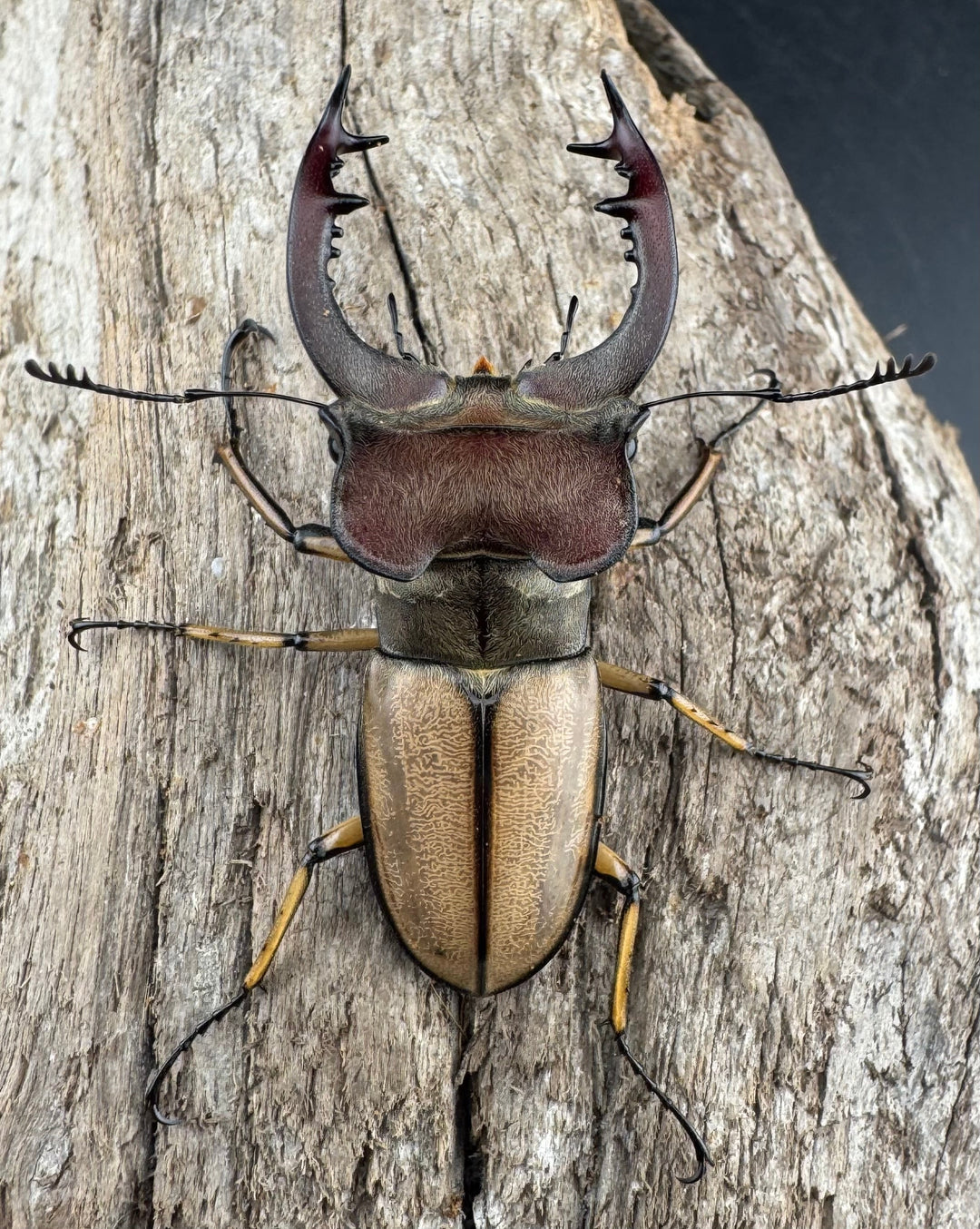 【WD】《デラバイミヤマクワガタ 48.5mm ペア》