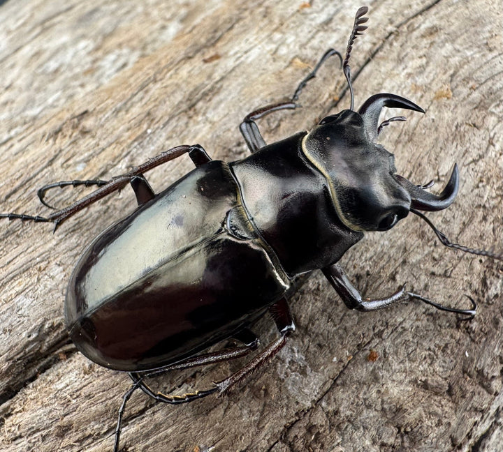 【WD】《プロメテウスミヤマクワガタ 34mm ペア》