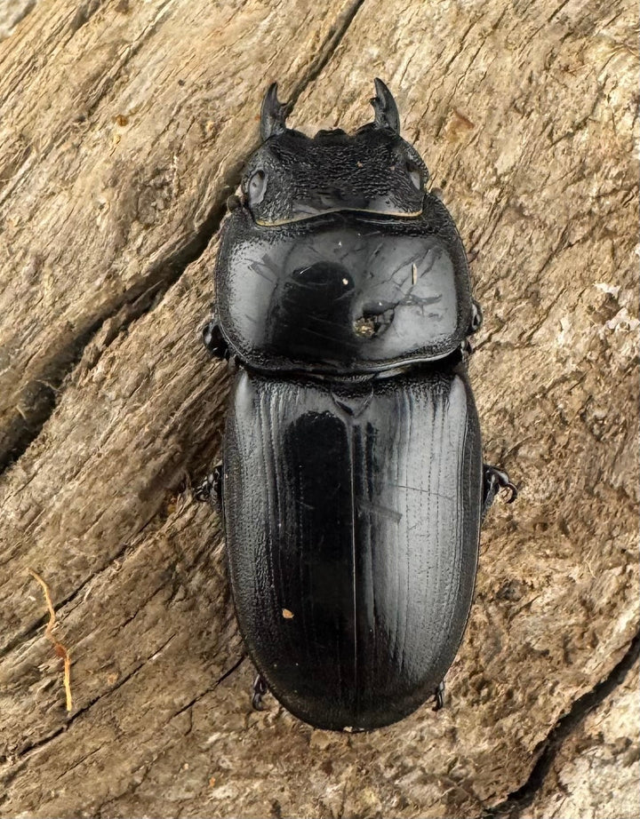 【WD】《スマトラオオヒラタ アチェ産 76mm ペア》