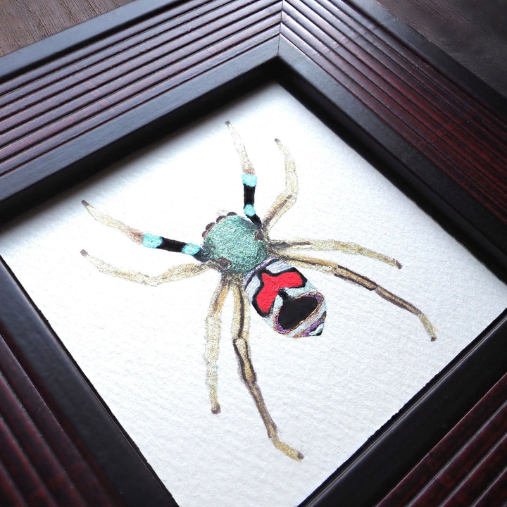 標本画（カラオビハエトリ）【額付き】