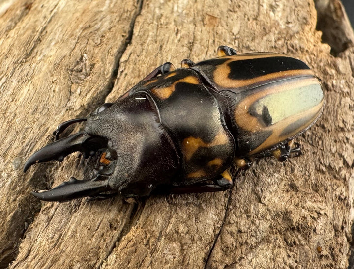 【WD】《ゼブラノコギリクワガタ原名亜種 33.5mm ペア》