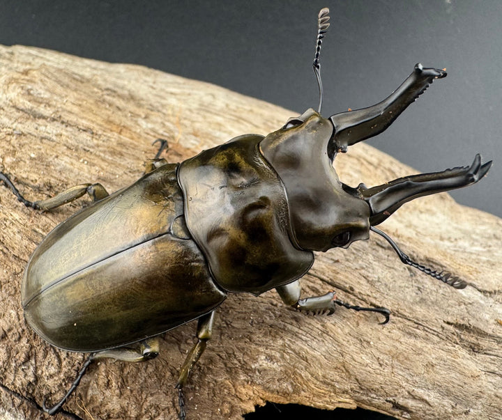 【F0】《ローゼンベルグオウゴンオニクワガタ 72mm ペア》