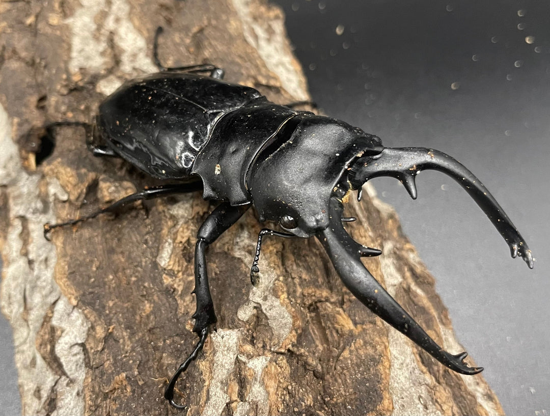 【WD】大型大歯《インターメディアツヤクワガタ 92mm A’品ペア》