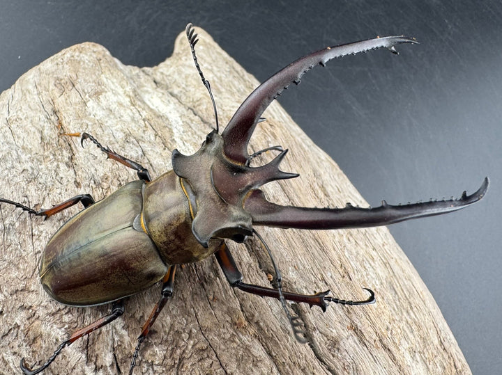 【WD】《プラネットミヤマクワガタ 81mm ペア》