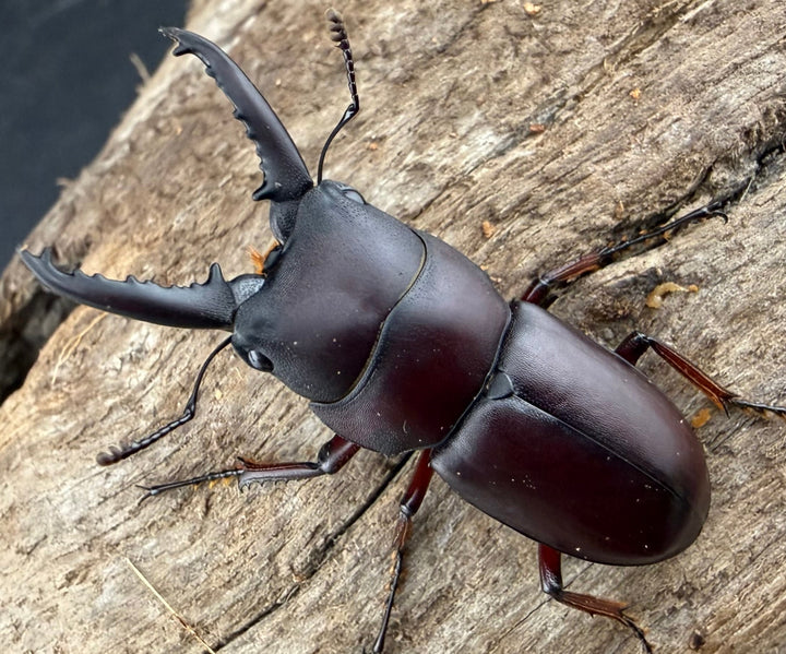 【WD】《デンティクラトゥスノコギリヒラタ 35.5mm ペア》