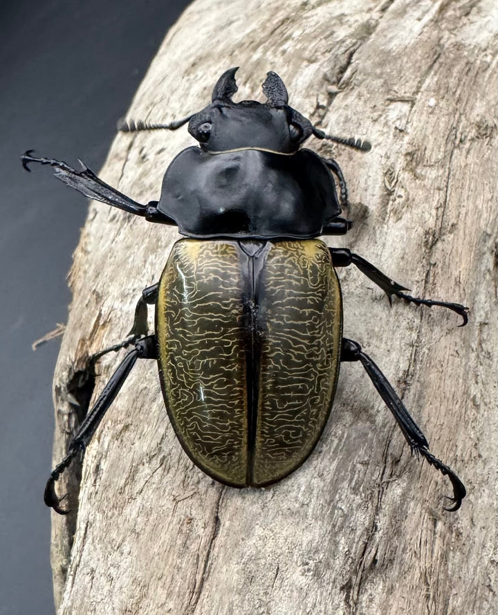 【WD】《スペクタビリスツヤクワガタ 73.5mm ペア》