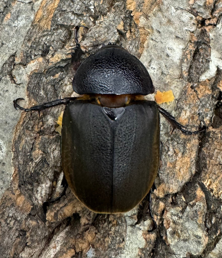 【WD】《ジャワコーカサスオオカブト 100mm ペア》