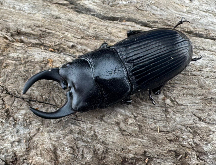 【WD】レア種《ミンダナオネブト 25mm ペア》