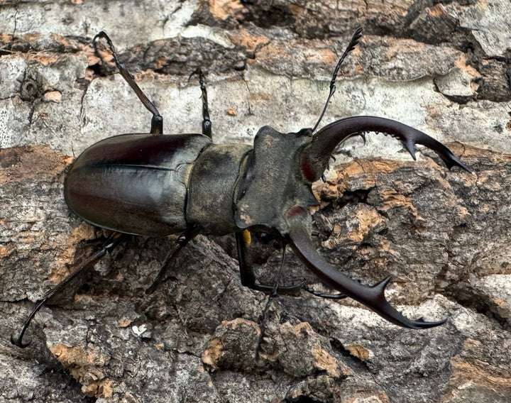 【WD】《クラーツミヤマ原名亜種 48mm ペア》