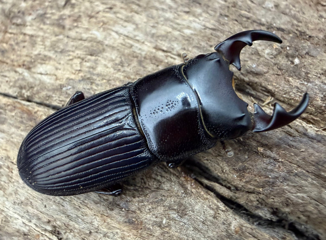 【F0】《ラエビコリスネブトクワガタ 23mm ♂♀♀トリオ》
