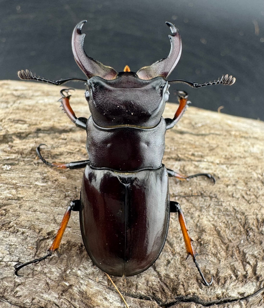 【WD】《イミタトールミヤマ（イミテーターミヤマ） 40mm ペア》