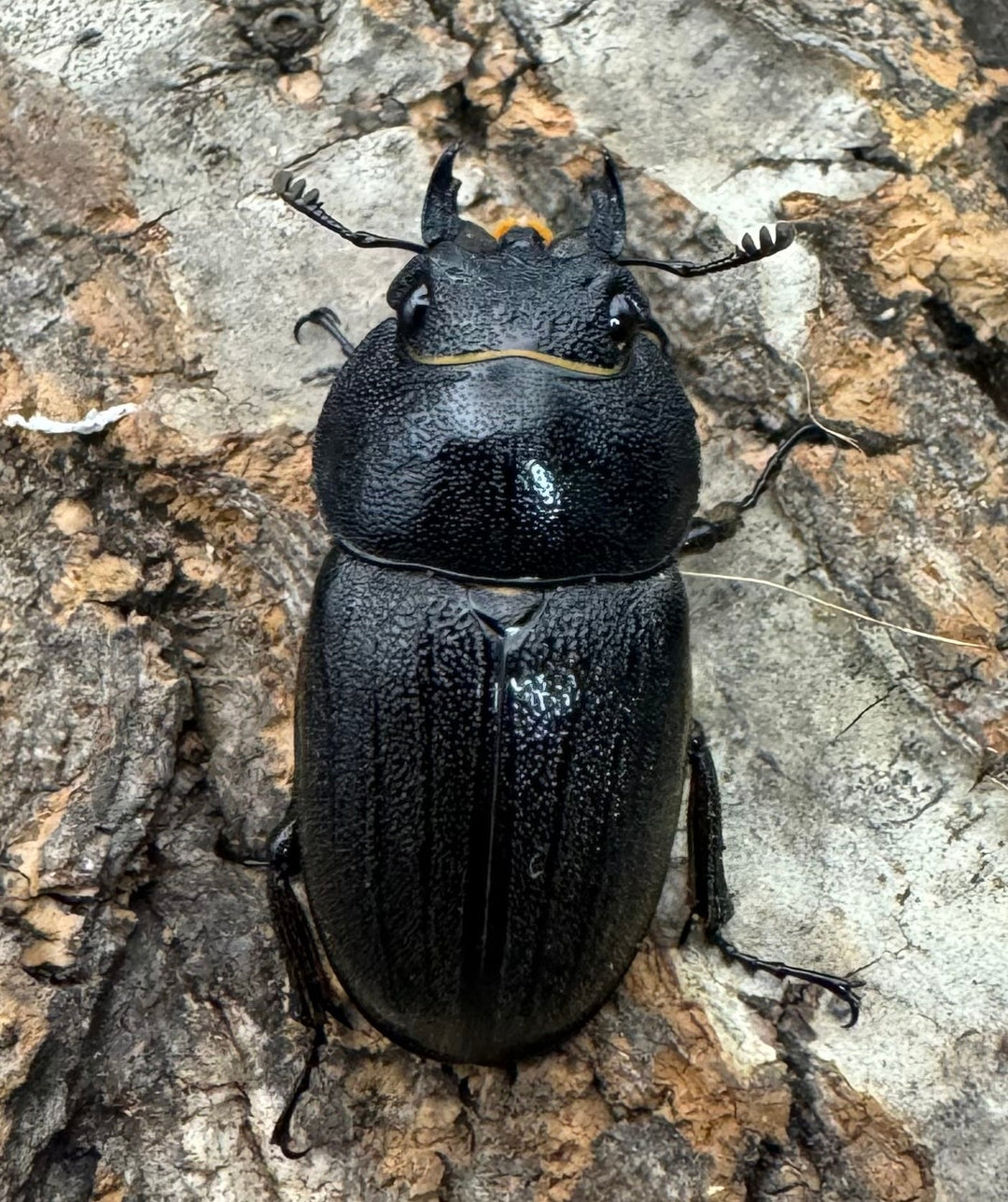 【WF1】《アマミノコギリクワガタ 赤タイプ 63mm ペア》