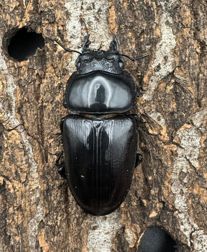 《オオクワガタ TT川西血統 55mm ♀単》ヒート氏ブリード個体