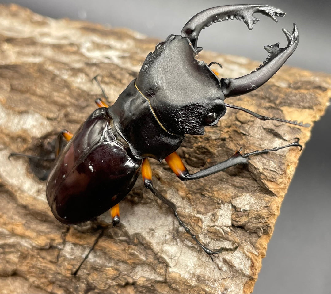 【WD】大型大歯《インペリアリスツヤクワガタ 68mmUP ペア》