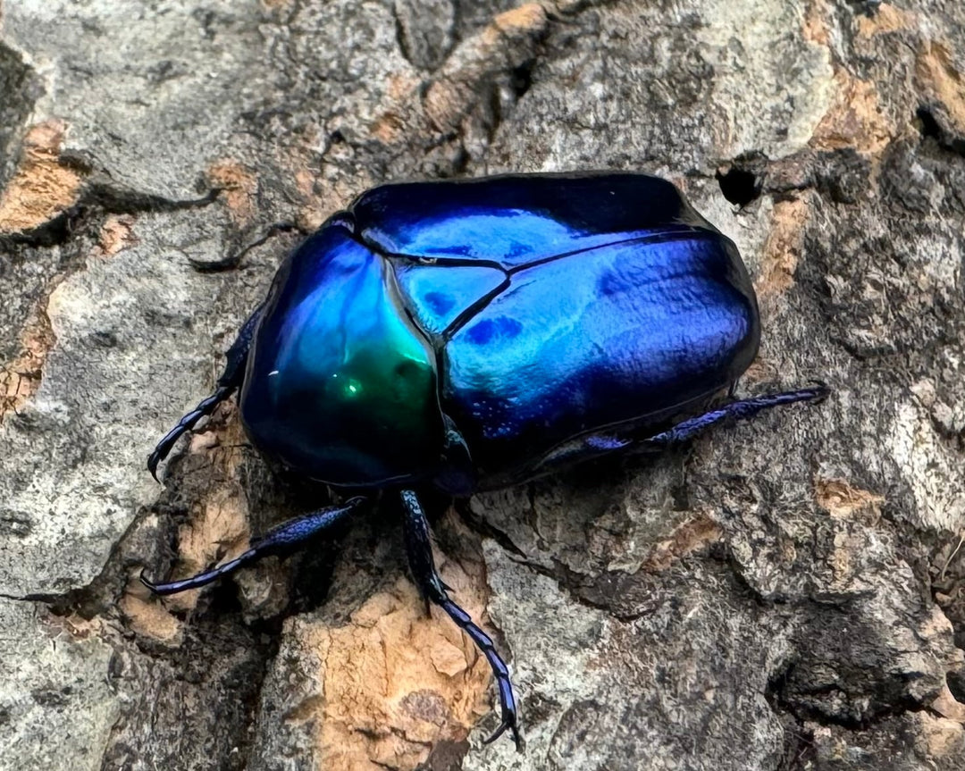 《スペキオーサ・シアノクロラ ペア》①