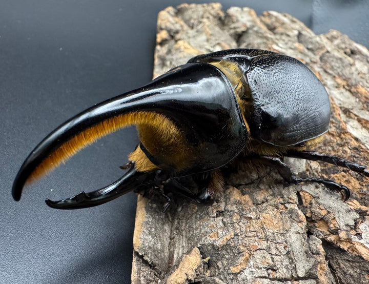 即ブリ《サタンオオカブト 83mm ペア》①