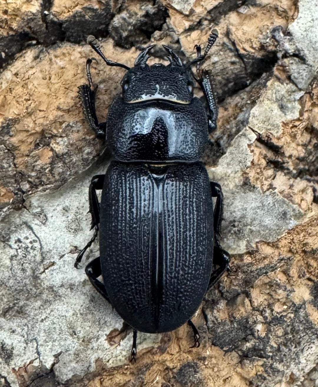 【WD】《ドルクス メンシウス 30ｍｍ ペア》