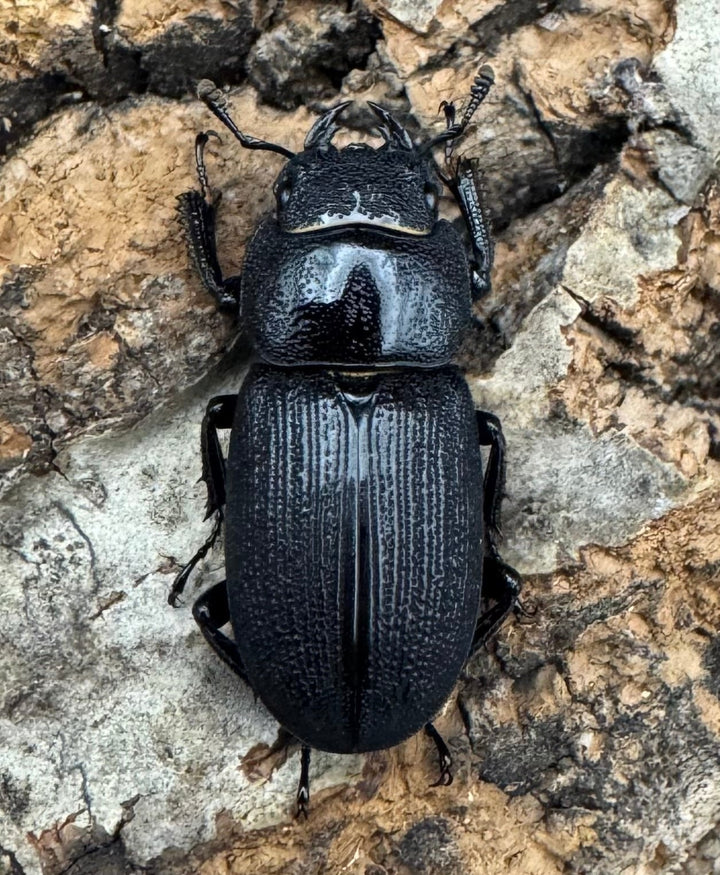 【WD】《ドルクス メンシウス 30ｍｍ ペア》