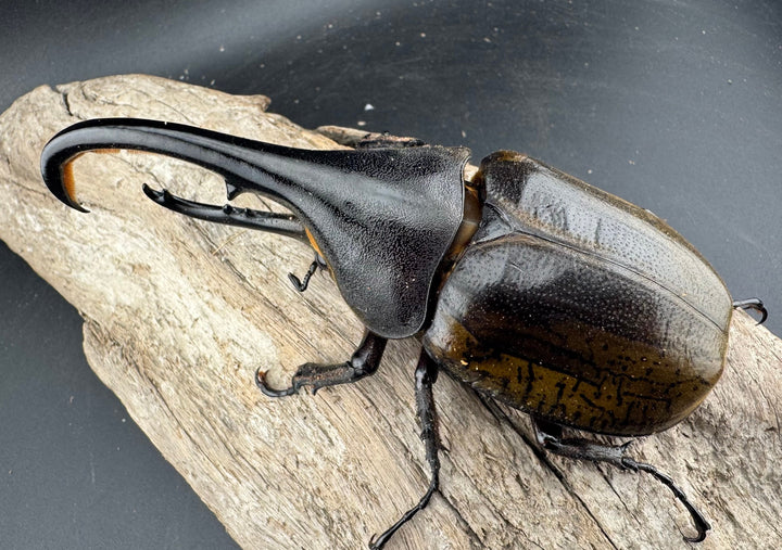 【WF11】《ヘラクレス・ブリュゼニ 117mm ♂♀♀トリオ（現トリニダーデンシス）》inohiro109氏ブリード個体