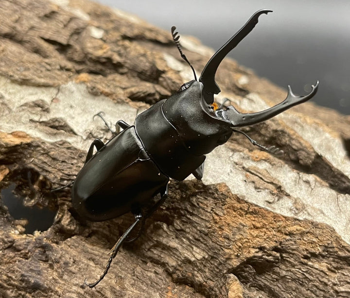 【WD】貴重種《ポレクトゥスノコギリクワガタ 47.5mmUP ペア B品》