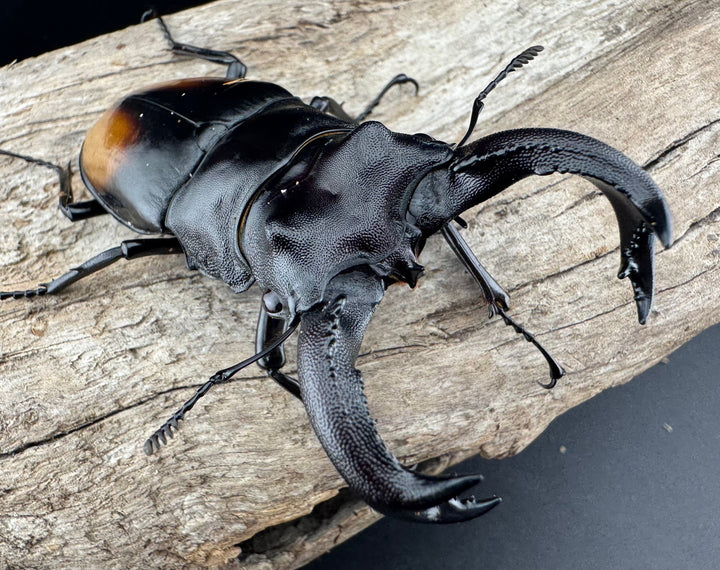 【WD】《セアカフタマタ（パリーフタマタ） 82mm ペア》