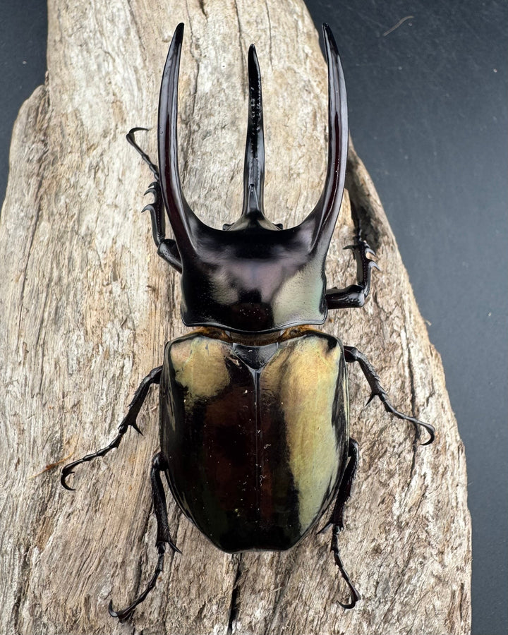 【WD】《アトラスオオカブト スマトラ島産 81mm ペア》